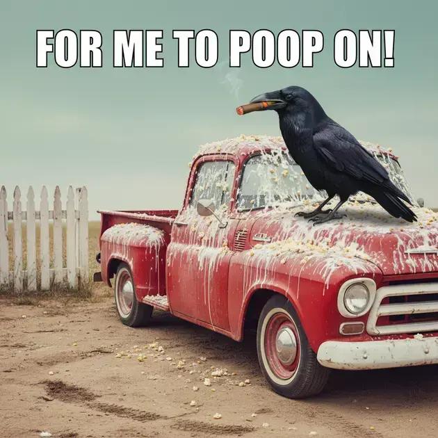 Carros mais visados por pássaros: Descubra quais marcas e cores sofrem mais